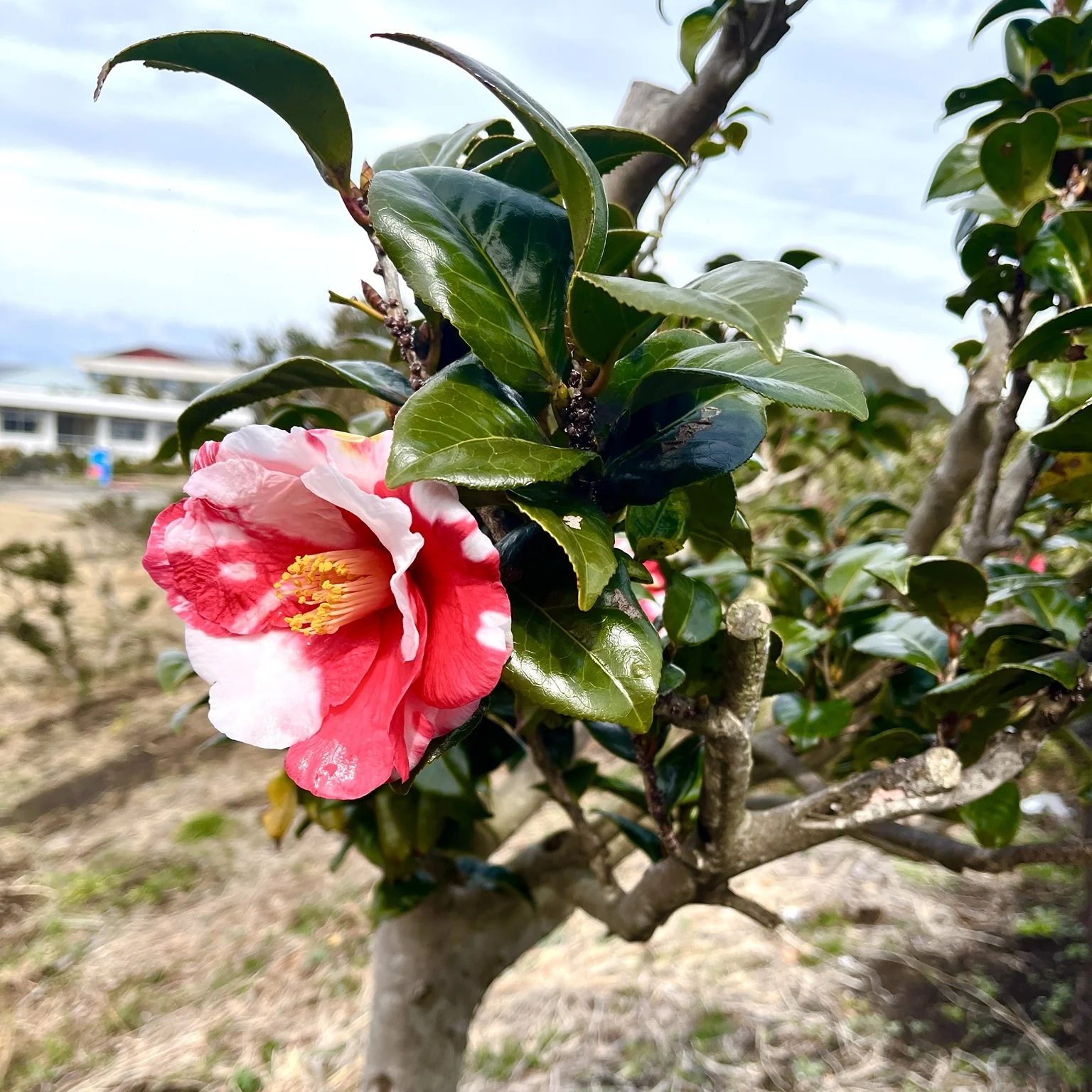 伊豆大島で撮影した赤と白の模様が入った椿